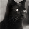 Huskabyte's avatar