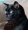 KylonOskarnus's avatar
