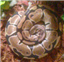 Mosslili1's avatar