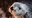 TheHolyOtter's avatar