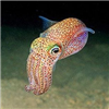 Cuttlefish2's avatar