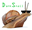 DankSnail's avatar
