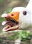beavercheesemaster's avatar