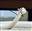 unechat's avatar