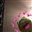 maddaloon's avatar