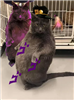 TrickytheManiac's avatar