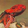 Cephelos's avatar